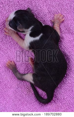 Newborn kitten sleeping on a purple towel as a background. A view from above.