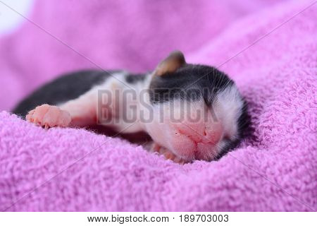 Newborn kitten sleeping on a pink and purple towel as background.