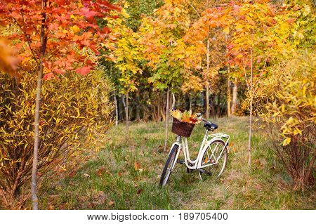 White retro style bicycle with basket with orange, yellow and green leaves, parked in the colorful fall park among trees
