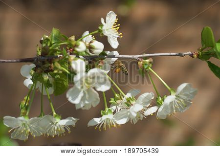 Honey Bee harvesting pollen from Cherry Blossombee collecting nectar from white cherry flower.