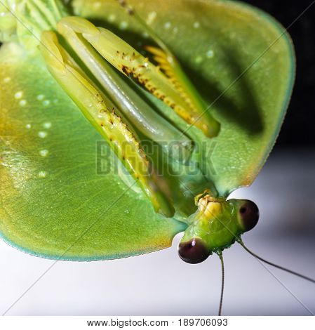 Choeradodis Rhombicollis Or Hooded Mantis