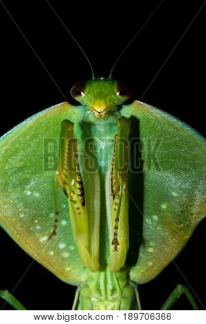 Choeradodis Rhombicollis Or Hooded Mantis