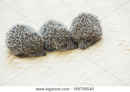 Three little Hedgehog portrait laying on the floor
