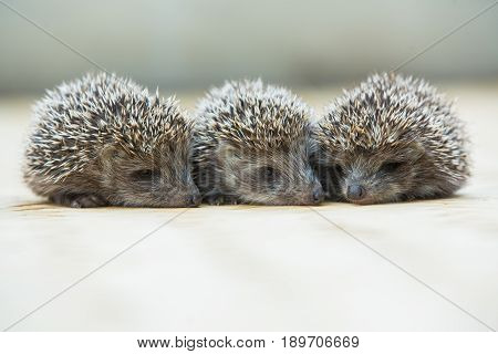 Three little Hedgehog portrait laying on the floor