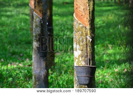 Rubber or Hevea Brasiilliensis tree at Malaysia plantation.
