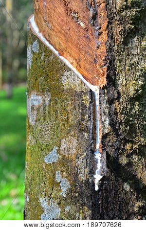 Close up and selective focus of rubber tree with latex flows (Hevea Brasilliensis) at Malaysia plantation.