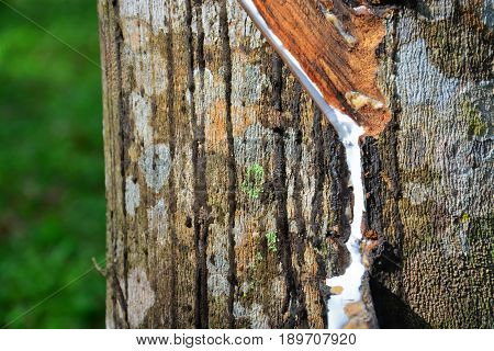 Close up and selective focus of rubber tree with latex flows (Hevea Brasilliensis) at Malaysia plantation.