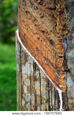Close up and selective focus of rubber tree with latex flows (Hevea Brasilliensis) at Malaysia plantation.