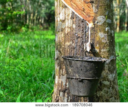 Close up and selective focus of rubber tree with latex flows (Hevea Brasilliensis) at Malaysia plantation.