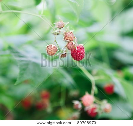 Raspberries closeup on a bush. Fresh organic berries with green leaves on raspberry cane. Summer garden in village. Growing harvest at farm