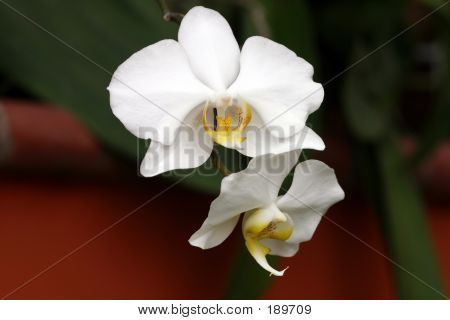 Orchideje