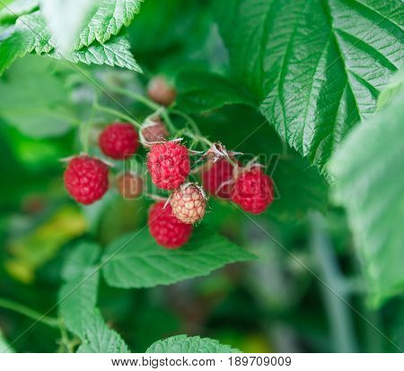 Raspberries closeup on a bush. Fresh organic berries with green leaves on raspberry cane. Summer garden in village. Growing harvest at farm