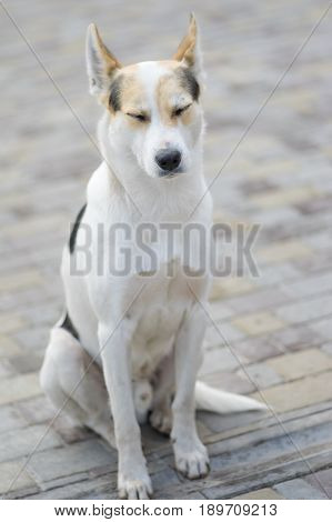 Nice portrait of stray cross-breed white dog drowsing while sitting on a street
