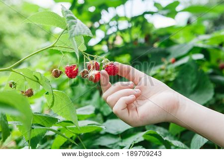 Child's hand gather raspberries on a bush. Closeup of raspberry cane. Summer garden in village. Growing berries harvest at farm