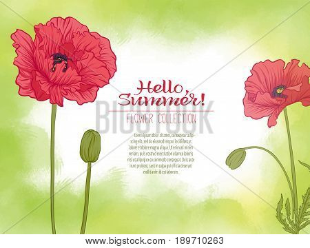 A poppy flower on a green watercolor background. The flowers in the botanical style, minimalistic design. Place for the inscription. Hello summer Stock line vector illustration.
