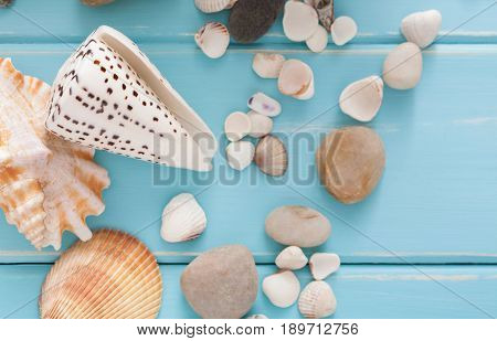 Seashells on blue wood, sea vacation background with copy space on wooden planks, top view