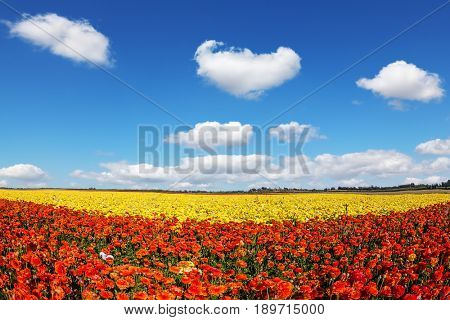 Luxury garden buttercups. The kibbutz in the south of Israel. Fluffy clouds over the floral splendor. Concept of rural tourism and agrotourism 