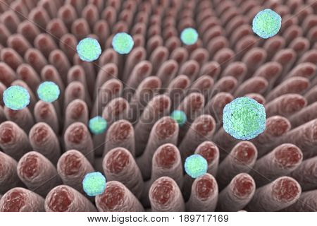 Hepatitis A viruses infecting intestine, 3D illustration