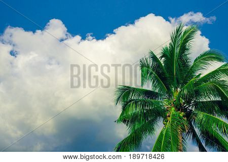 Coconut tree on the blue sky with cloundy background