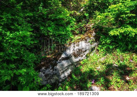 Green trees, moss and rocks background. Nature and spring in Georgia. Top view.