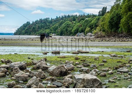 A crow flies along the shore in Des Moines Washington.