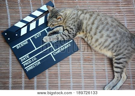 A pregnant domestic cat rest on an empty clapperboard on top of vintage bamboo matt as background.