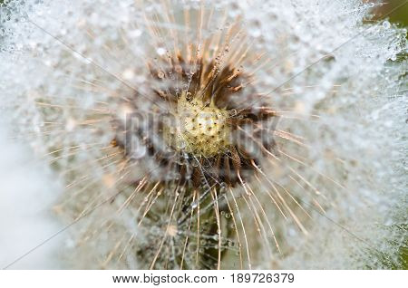 Drops of dew formed in the summer morning on the fuzz of a dandelion flower leontodon