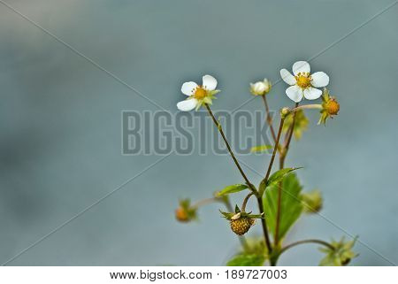 Small blooming wild strawberries on the blue background