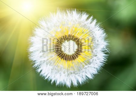 Photo of a dandelion Leontodon closeup on a sunny summer day