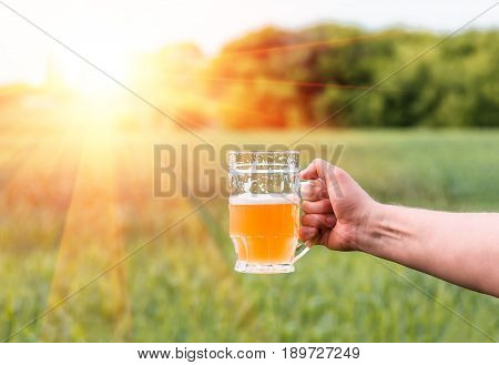 Unfiltered light beer in beer glass is held by a man's hand against the background of growing in the field of green barley from which is produced malt