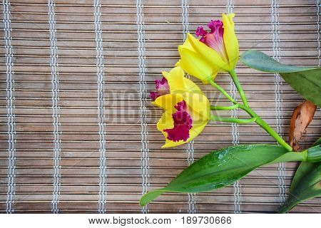 an exotic orchid with yellow and red flowers on top of vintage bamboo matt as background.  Negative space for writing.