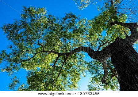 Low angle shot of a giant tree showing branches and green leaves against the blue sky,  Huge tree trunk on the right side of image.