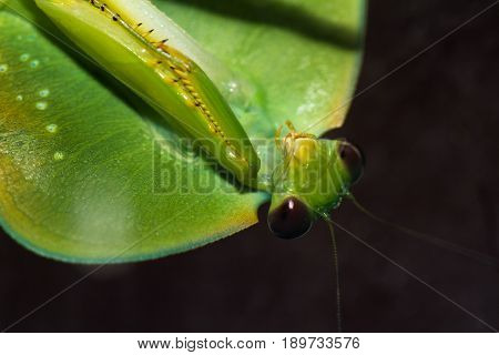 Choeradodis Rhombicollis Or Hooded Mantis