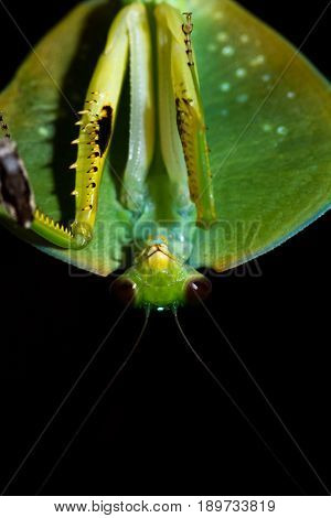 Choeradodis Rhombicollis Or Hooded Mantis