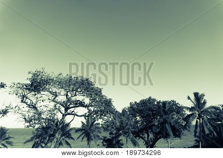 Split toned green hue sea and horizon through trees and palm trees below clear sky