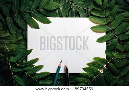 The layout of the green leaves of a wild ash with paper for notes and pencils. The natural concept. View from above. Low key. Flat lay. Copy space.