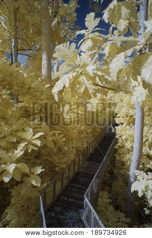 An infrared photography view of a suspended metal bridge across reserved forest.  Yellow foliage and blue sky.