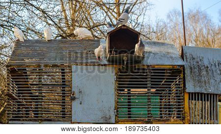 White pigeons on the roof of their dovecote. An old latticed dovecote from steel rods in the spring park at sunset.