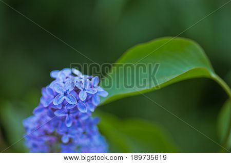 Blue / purple lilac, spring flower background