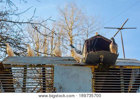 White pigeons on the roof of their dovecote. An old latticed dovecote from steel rods in the spring park at sunset.