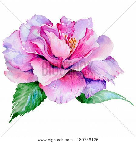 Wildflower tea rose flower in a watercolor style isolated. Full name of the plant: tea rose, hulthemia, rosa. Aquarelle wild flower for background, texture, wrapper pattern, frame or border.
