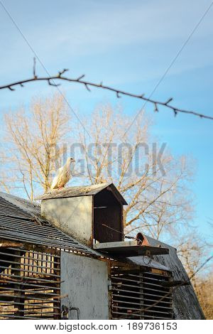 White pigeons on the roof of their dovecote. An old latticed dovecote from steel rods in the spring park at sunset.