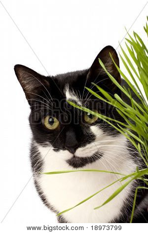 gato na grama isolado no fundo branco