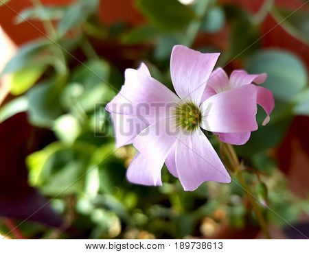 Flower of Oxalis Burgundy Wine. Oxalidaceae family