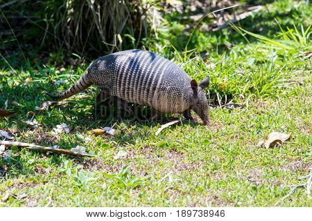 Nine-banded Armadillo- (dasypus Novemcinctus)