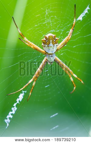 Large Tropical Spider