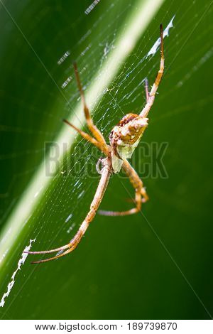 Large Tropical Spider
