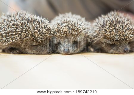 Three little Hedgehog portrait laying on the floor