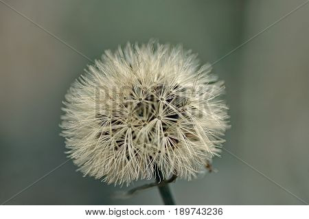 Dandelion in Nature / Dandelion close-up / macro