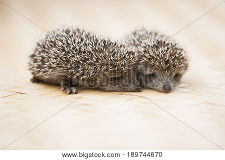 Three little Hedgehog portrait laying on the floor